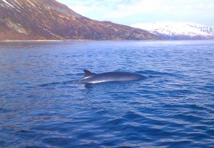 Wale am Dafjord