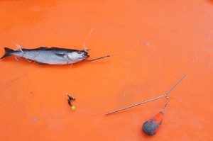 Nachläufer Rig fürs Heilbutt angeln
